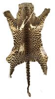 Lote 4334 - Pele de leopardo africano, animal caçado em Angola no século XIX, com 225 cm de comprimento da cabeça à ponta do rabo, conservando algumas unhas, com alguns defeitos na pelagem aquando do curtimento, sinais de uso