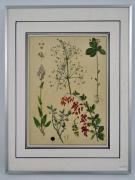 Lote 1870213 - Gravura Botânica colorida, com moldura de alumínio, com 40,5x30,5 cm