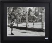 Lote 428 - António Santos Almeida Júnior - FOTOGRAFIA - com 24x30 cm, processo de cloro brometo, versando sobre o tema de "Criança Fotografando Camelo no Jardim Zoológico em Lisboa"