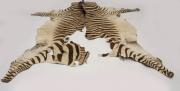 Lote 186 - PELE DE ZEBRA - pele de zebra, com defeitos. Comprimento de 250 cm.