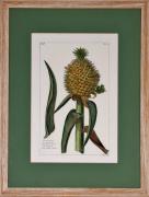 Lote 2 - BROMELLA ANANAS - Impressão sobre papel, motivo "Bromella Ananas". Dim: mancha 36x24 cm. Dim: moldura 56x42 cm