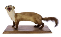 Lote 5507 - TAXIDERMIA, ARMINHO - Animal de corpo inteiro embalsamado sobre base rectangular de madeira. Exemplar idêntico encontra-se à venda por € 271 (USD$ 299), conversão do dia. Dim: 24x52x20 cm (aprox.). Nota: bem conservado