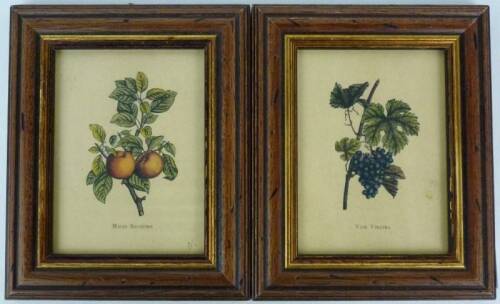 Lote 195 - Par de quadros decorativos com reproduções sobre papel, motivo "Frutos - Malus Silvestris e Vitis Vinífera", com 11x8 cm (molduras com 16x13 cm)