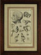 Lote 39 - Gravura sobre papel, motivo "Anatomie", prancheta XIII de Bernard, com 36x26 cm (moldura com 55x40 cm, papel com manchas)
