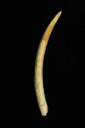 Lote 2281 - Presa de elefante em marfim trabalhado, Sec.XX, década de 50. Dim: 69cm peso:1245gr, com suporte de metal e mármore. Com certificado do CITES. Notas: Origem Moçambique.