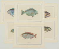 Lote 158 - PEIXES - Conjunto de 6 litografias sobre papel com legendas identifictivas, motivo "Peixes". Dim: mancha 23x29 cm. Nota: sem molduras