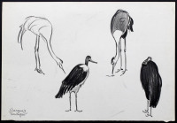 Lote 180 - MARQUES PERDIGÃO (n.1932) - Original – Desenho a lápis sobre papel, assinado, motivo "Estudos de Animais – Aves”, com 22x32 cm – Sem Moldura. Obra deste autor foi vendida por € 644 na Oportunity Leilões. Nota: António Soares Marques Perdigão na