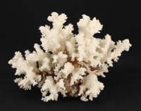 Lote 20 - CORAL NATURAL - Coral natural de tom branco. Dim: 18x26x19 cm (aprox.). Coral similar foi vendido por € 260 na Oportunity Leilões. Nota: consultar valor indicativo em https://t.ly/Kfhd