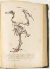 Lote 45 - COURS ÉLÉMENTAIRE DE ZOOLOGIE. AVEC 765 FIGURES DANS LE TEXTE - Rémy Perrier, Paris, Masson et Cie, Éditeurs, 1912. De destacar as extraordinárias e inúmeras ilustrações intercaladas no texto. Robusta encadernação editorial em tela com títulos e - 4